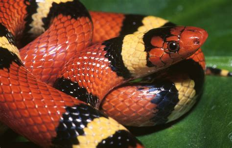 scarlet kingsnake.